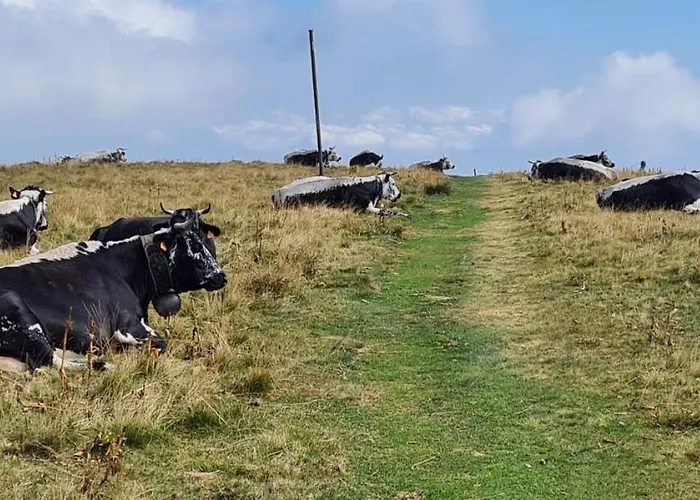Chalet Le Du Tanet Sauna Terrasse En Alsace Soultzeren